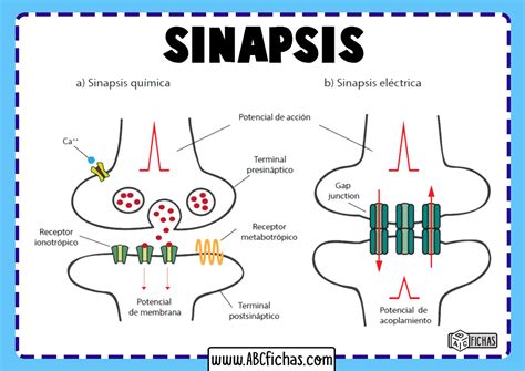 sinapsis quimica - que es quimica